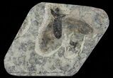 Fossil March Fly (Plecia) - Green River Formation #65181-1